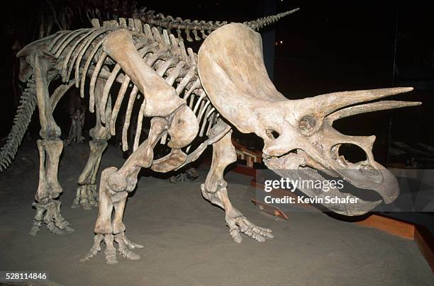 triceratops dinosaur fossil - animal bone stock pictures, royalty-free photos & images