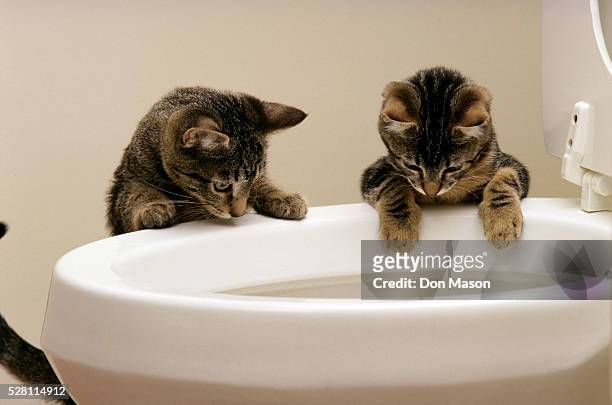 Curious Kittens Watching Water Flush In Toilet