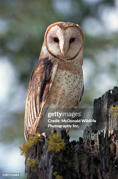 barn owl - barn owl fotografías e imágenes de stock