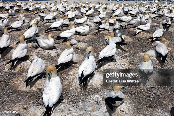 Thousands of Australasian Gannet gathered at the Plateau Colony of the Cape Kidnapper Gannet Reserve This popular tourist destination, at the...