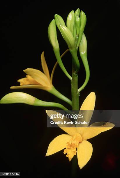 laelia flava blooms - laelia stock pictures, royalty-free photos & images