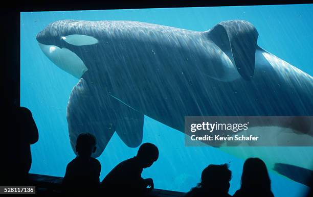 keiko the killer whale - keiko the whale stock pictures, royalty-free photos & images