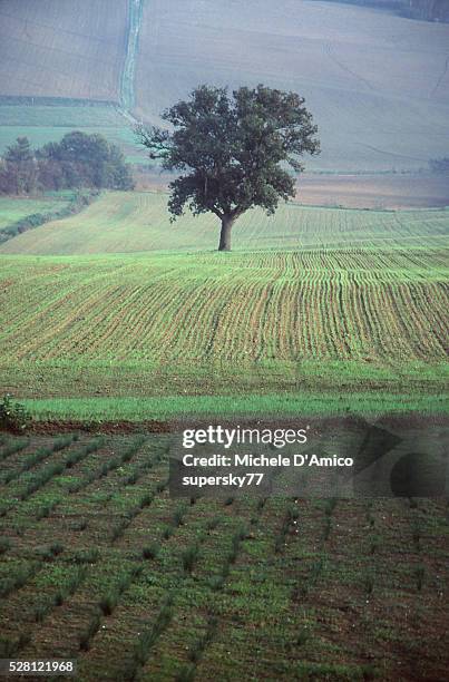 wheat and old oak tree. - quercus pubescens stock pictures, royalty-free photos & images