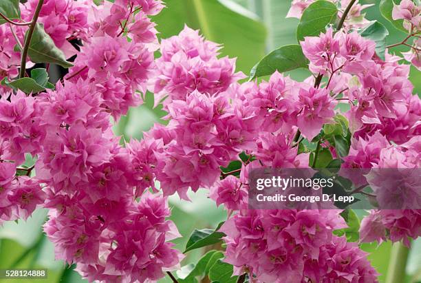 bougainvillea in bloom - bougainvillea stock-fotos und bilder