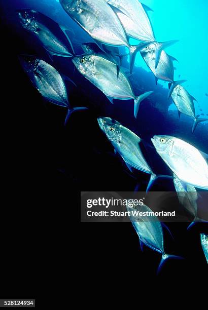 school of bluefin travallys - bluefin trevally stock pictures, royalty-free photos & images