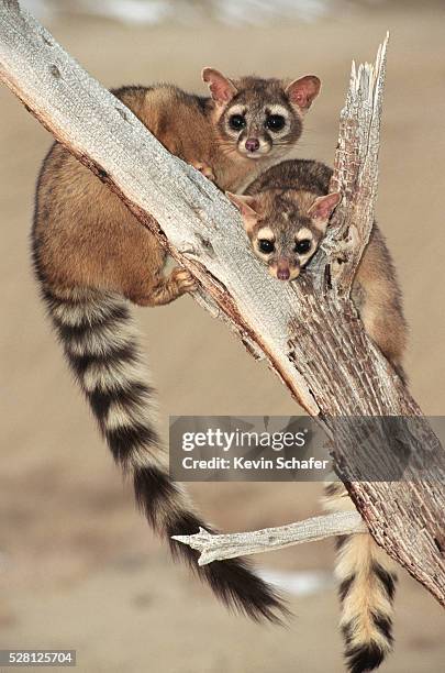ringtails climbing dead tree - american ringtail cat stock pictures, royalty-free photos & images
