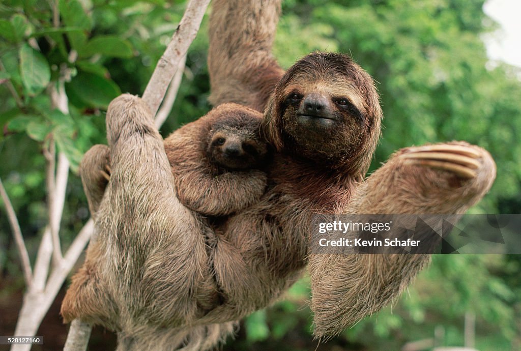 Three-Toed Tree Sloth With Young