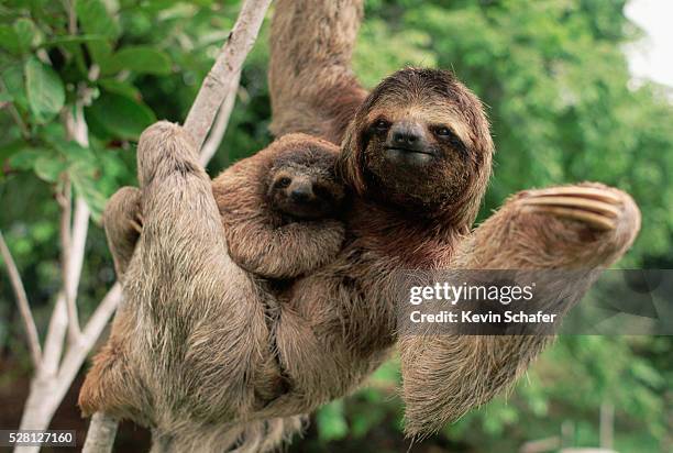 three-toed tree sloth with young - costa rica bildbanksfoton och bilder
