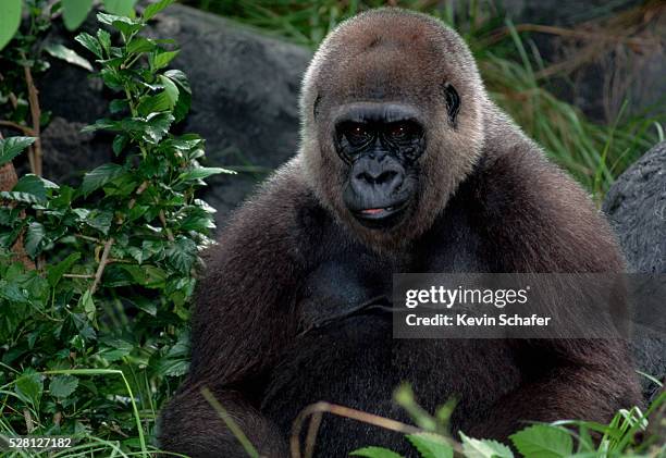 female western lowland gorilla - western lowland gorilla stock pictures, royalty-free photos & images