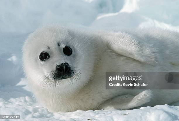 harp seal pup - islas de la magdalena fotografías e imágenes de stock