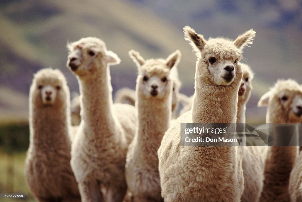 A herd of Alpaca