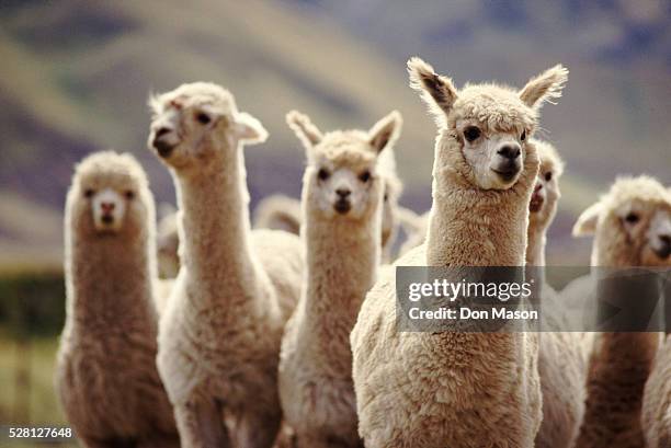 a herd of alpaca - alpaca herd photos et images de collection
