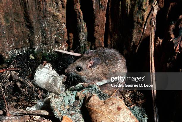 white-footed mouse sniffing garbage - topo dalle zampe bianche foto e immagini stock