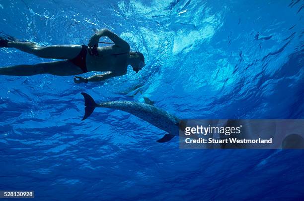 snorkeler and atlantic spotted dolphin - atlantic spotted dolphin stock pictures, royalty-free photos & images