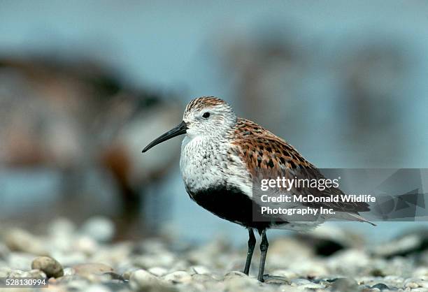 dunlin - dunlin bird stock pictures, royalty-free photos & images