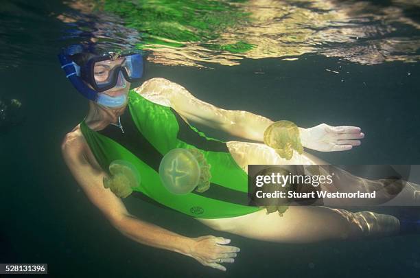 diving with jellyfish - papuan jellyfish stock pictures, royalty-free photos & images