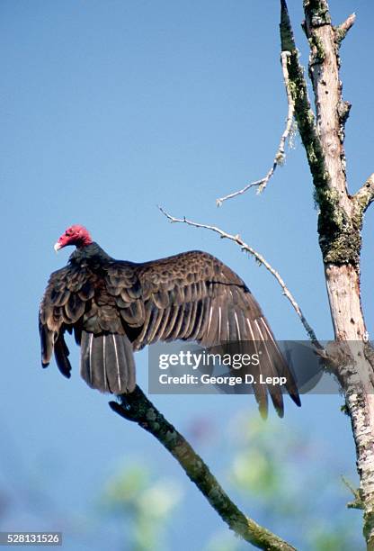 turkey vulture on branch - point reyes national seashore stock pictures, royalty-free photos & images