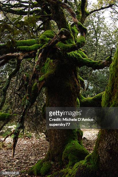 ancient dwarf oak - quercus pubescens stock pictures, royalty-free photos & images