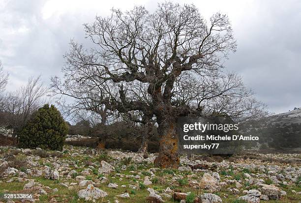 an ancient tree in the pasture. - quercus pubescens stock pictures, royalty-free photos & images