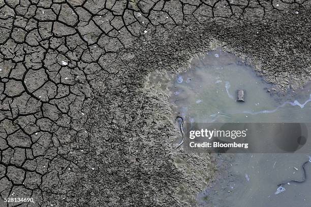 Dead snakes lie in a small pond of water next to cracked earth at the bottom of the dried-up Manjara Dam near Latur, Maharashtra, India, on Saturday,...