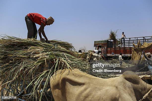 Workers unload sugarcane tops at a cattle shelter in Beed district, Maharashtra, India, on Friday, April 15, 2016. Hundreds of millions of people in...