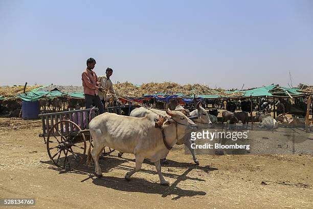Bullock cart travels through a cattle shelter in Beed district, Maharashtra, India, on Friday, April 15, 2016. Hundreds of millions of people in...
