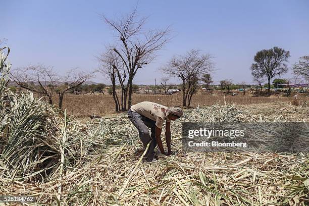 Worker collects sugarcane tops at a cattle shelter in Beed district, Maharashtra, India, on Friday, April 15, 2016. Hundreds of millions of people in...