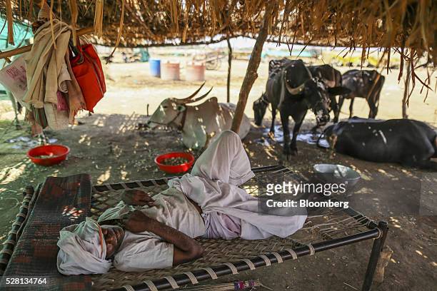 Farmer rests at a cattle shelter in Beed district, Maharashtra, India, on Friday, April 15, 2016. Hundreds of millions of people in India are...