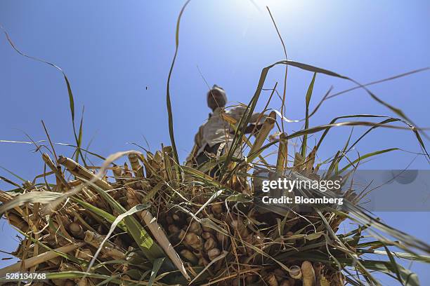 Worker stands on sugarcane tops being unloaded from a bullock cart at a cattle shelter in Beed district, Maharashtra, India, on Friday, April 15,...