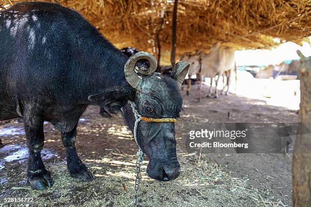 Cow stands at a cattle shelter in Beed district, Maharashtra, India, on Friday, April 15, 2016. Hundreds of millions of people in India are grappling...