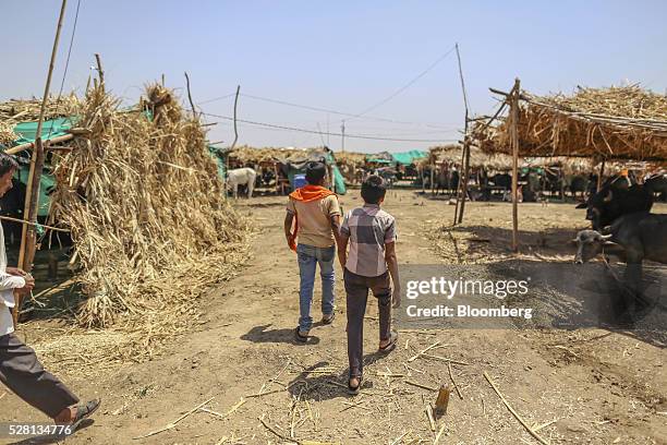 Farmers walk through a cattle shelter in Beed district, Maharashtra, India, on Friday, April 15, 2016. Hundreds of millions of people in India are...