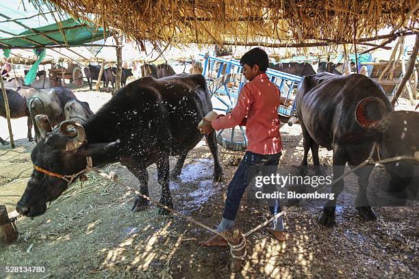 Worker washes cows at a cattle shelter in Beed district, Maharashtra, India, on Friday, April 15, 2016. Hundreds of millions of people in India are...