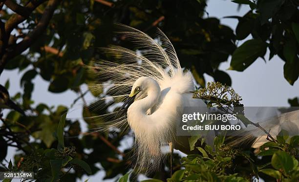 An egret perches on the branch of a tree on the banks of the Brahmaputra River in the Panbazar area of Guwahati on May 4, 2016. Each year at a...