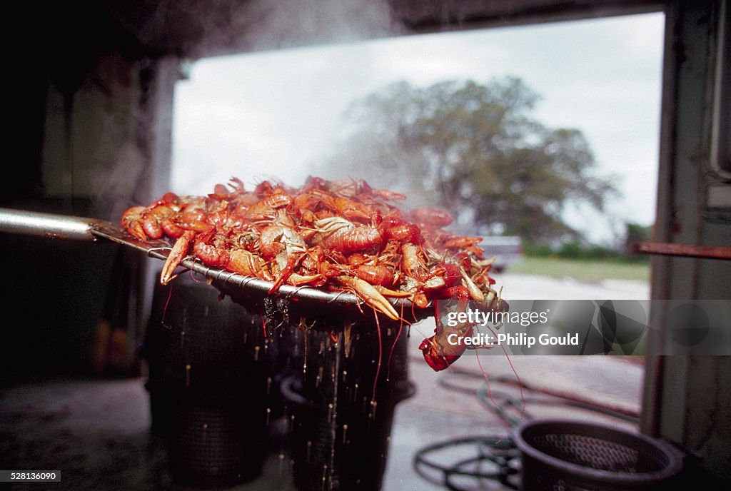 Steaming Crawfish