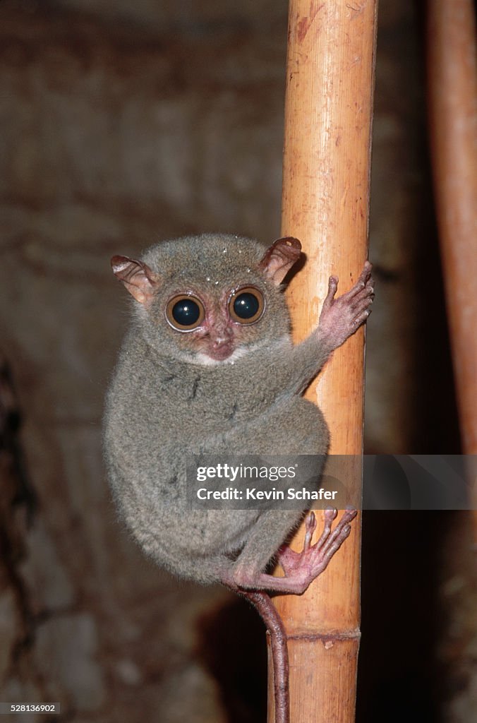 Philippine Tarsier on Bamboo