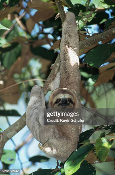 three-toed tree sloth - three toed sloth stock pictures, royalty-free photos & images