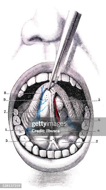 stockillustraties, clipart, cartoons en iconen met antique medical scientific illustration high-resolution: under tongue - tongue