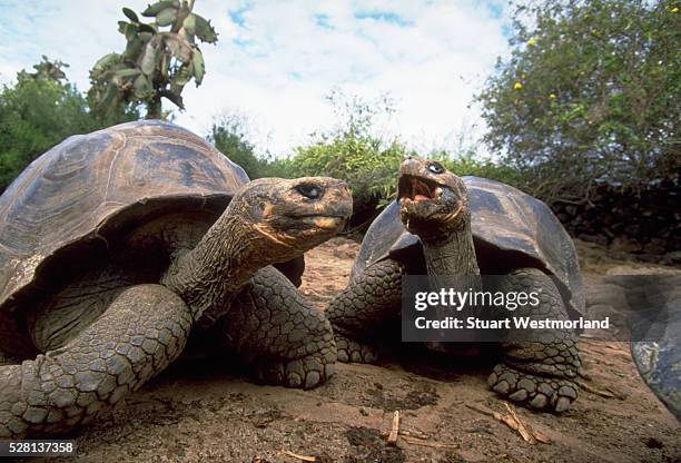 giant galapagos tortoises - galapagosinseln stock-fotos und bilder