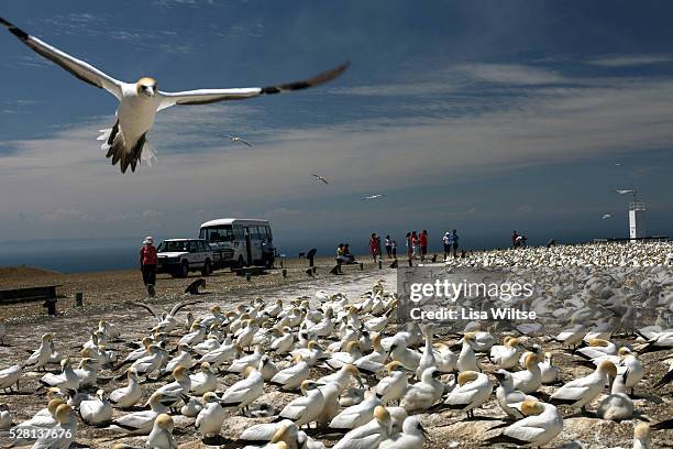 Thousands of Australasian Gannet gathered at the Plateau Colony of the Cape Kidnapper Gannet Reserve This popular tourist destination, at the...