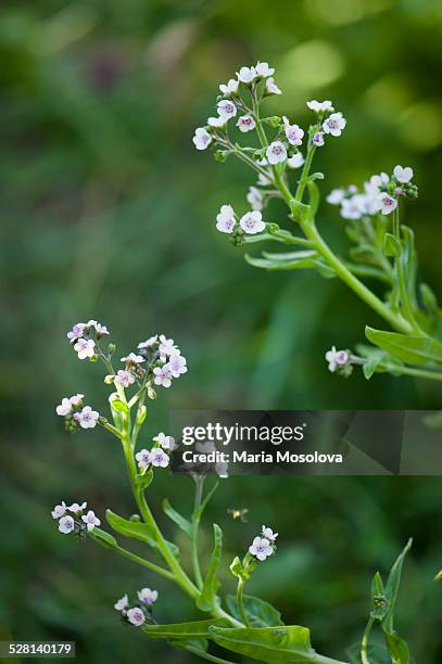 chines forget-me-not flowers - cynoglossum stock pictures, royalty-free photos & images