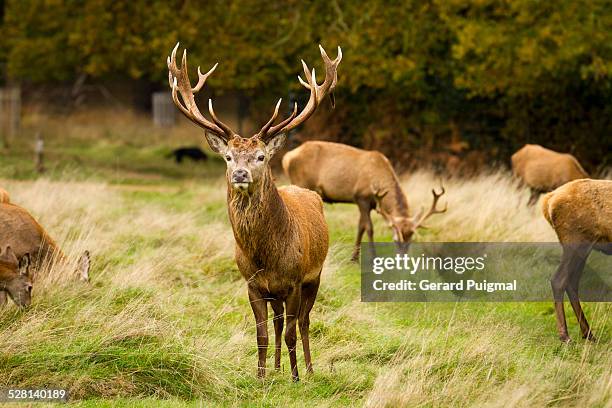 Adult Male Deer Looking At Camera In Autumn High-Res Stock Photo