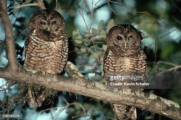 northern spotted owls - fleckenkauz stock-fotos und bilder