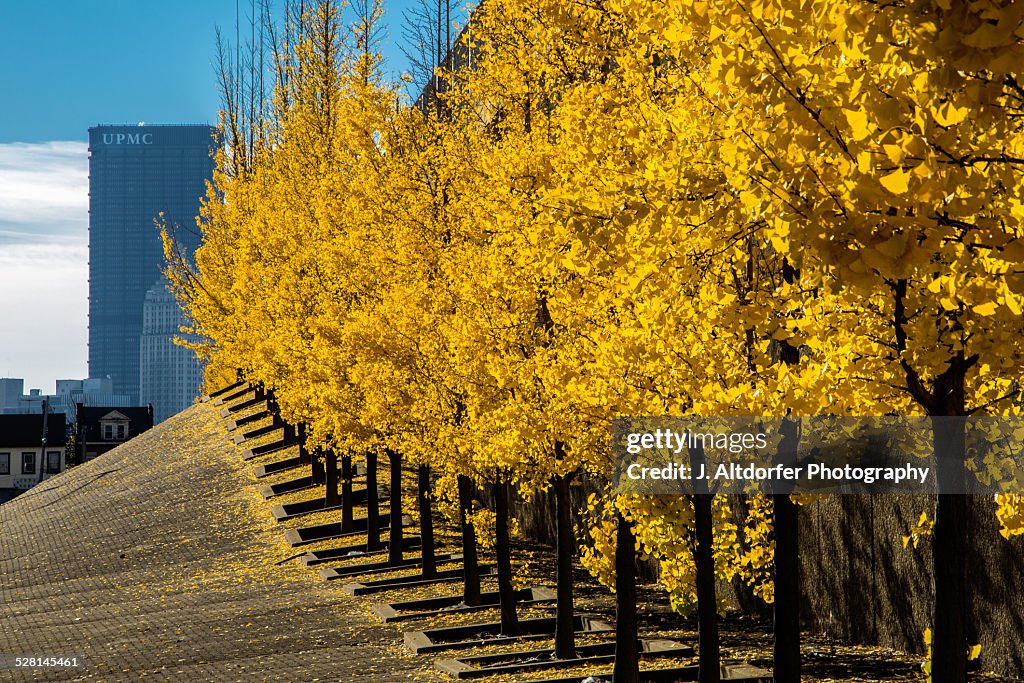 Golden Ginkgo Trees in Pittsburgh