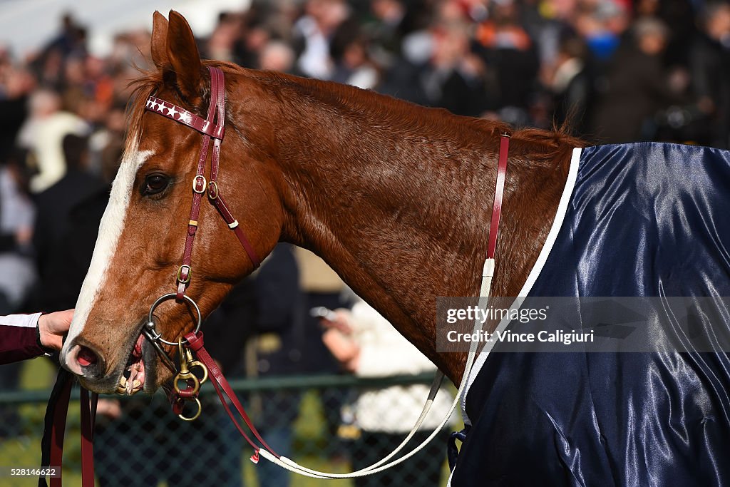 Warrnambool Racing - Galleywood Day