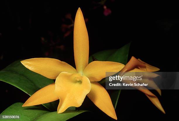 yellow hybrid orchid blossoms - laelia stock pictures, royalty-free photos & images