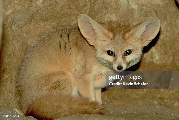 fennec fox in captivity - fennec fox stock pictures, royalty-free photos & images