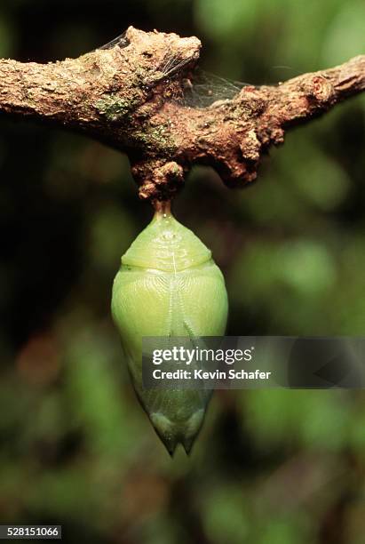 green butterfly chrysalis - butterfly cocoon stock pictures, royalty-free photos & images