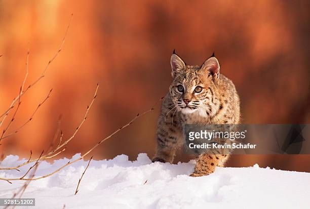 bobcat in the snow - lynx photos et images de collection