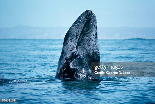 gray whale surfacing - grauwal stock-fotos und bilder