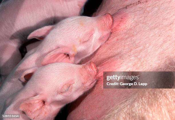 newborn yorkshire piglets suckling - piglet bildbanksfoton och bilder
